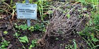 Don-Kirstenbosch 1
