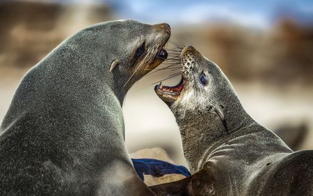 Seemingly rabid Cape Fur seal carcass sinks in the ocean before being tested for rabies