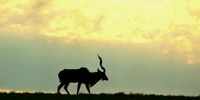 Angry neighbours, game sales in jeopardy as Addo’s foot-and-mouth disease crisis deepens