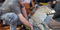 Don-cheetah census