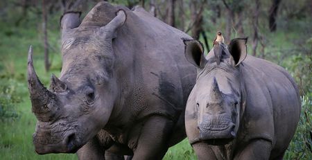 Let it burn, says animal welfare NGO about South Africa’s 75-tonne rhino horn stockpile