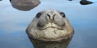 Southern elephant seal mothers suckle their pups for 23 days and then head back to sea, leaving the pups alone to fend for themselves. (Photo: Dylan Seaton)
