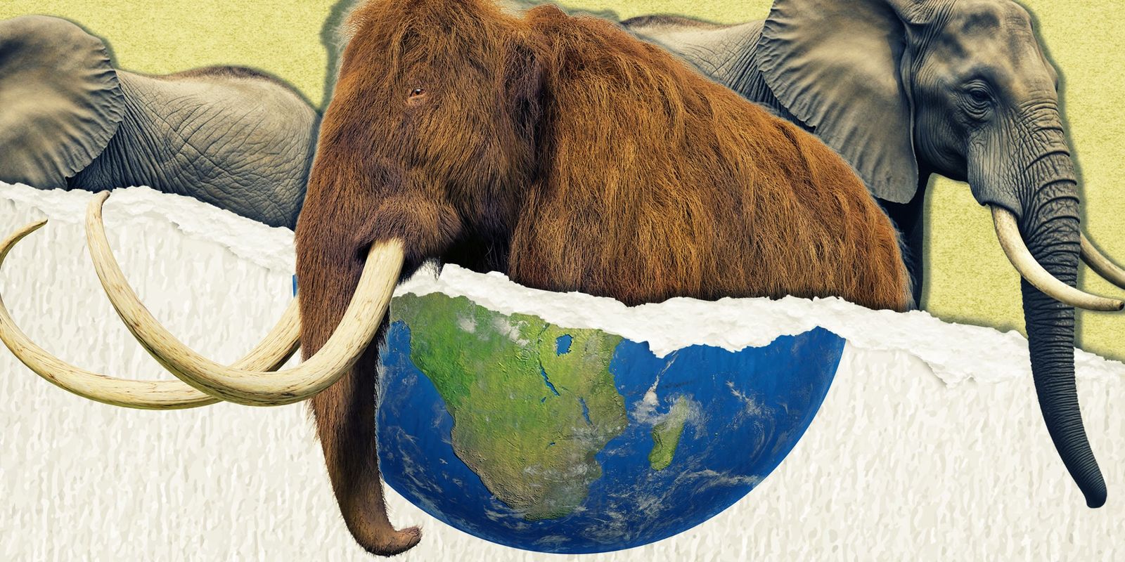 Part 2: Human-wildlife conflict, the ‘overkill’ hypothesis and ...