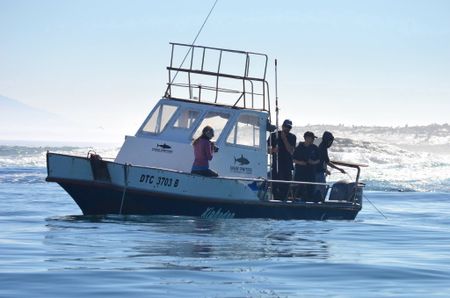 Something big and scary has sent False Bay’s apex predators fleeing from the area