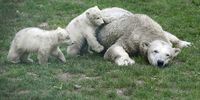 Twin polar bear cubs playfully annoy their resting mother at the Ouwehands Zoo in Rhenen, The Netherlands, 19 March 2020. The twins were born in late November and have since stayed with their mother in the so-called farrowing hole within the polar bear enclosure.  EPA-EFE/PIROSCHKA VAN DE WOUW