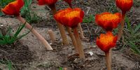 Lots of April Fools. Photographer: Karin</p>
<p>P4U_readersubmission_20250404