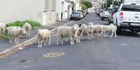 I thought you said this was the sheep crossing sign....? Photographer: Veronica Oickard