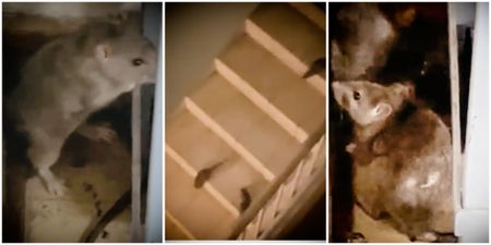 Eastern Cape’s Dora Nginza Hospital besieged by a rat infestation