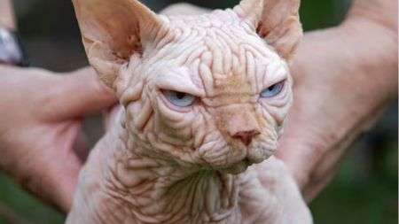 The ‘bully cats’ bred to resemble American bully dogs and how fashion is creating mutant pet breeds
