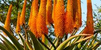 Blooming Aloe. Image: Karin Linder