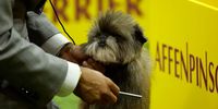 A dog competes in the 147th Annual Westminster Kennel Club Dog Show Presented by Purina Pro Plan at Arthur Ashe Stadium on May 08, 2023 in New York City. (Photo by Sarah Stier/Getty Images for Westminster Kennel Club)