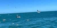 Blue sky and Sea gulls flying in the Indian Ocean, Kleinbaai, Western Cape, Nov 27, 2022. Photographer: Shailly Gupta<br>