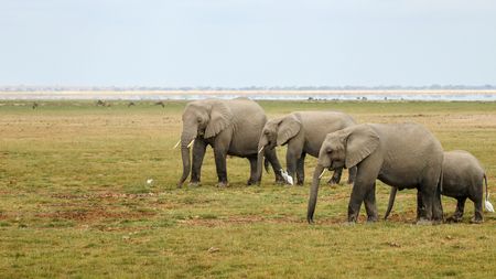 Cameroon should extend efforts beyond green militarisation to combat elephant poaching