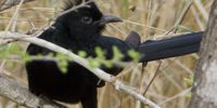 Bad hair day -Jacobin Cuckoo (dark form). Image: Peter Brett