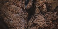 Pangolin, Kajima, enjoying a muddy landscape by virtue of a very rainy season in South Africa. Photographer: Gareth Thomas / African Pangolin Working Group