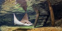Spotted Eagle Ray. Photographer: Don Hunter