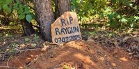 The Owl Rescue Centre fetched the remains of Raygun, a Chacma baboon, who was brutally killed at Botleng Secondary School in Delmas, Mpumalanga, from the school early on 8 February 2025. Raygun was buried under a Marula tree in the Owl Rescue Centre's sanctuary. (Photo: Owl Rescue Centre)
