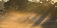 Brideoake racing team  horses gallop on the sand track during a trackwork session in the fog at Mornington Racecourse on October 11, 2023 in Melbourne, Australia. (Photo by Vince Caligiuri/Getty Images)