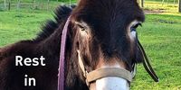Obit-Hoosen Kolia
