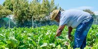 Toni Khulule is the manager of the Spring Foundation vegetable garden at Lentegeur hospital. (Photo: Daniel Steyn)