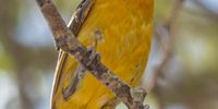 Our very own Halloween Bird. Photographer: :Hennie Storm