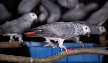 Grey area: The illicit parrot trade and SA’s captive-breeding industry