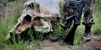 During a hunt for snares in Kruger’s Pretoriuskop section in late October, Kruger staff identified a probable shooting and slaughtering site containing this elephant skull. (Photo: Tiara Walters)