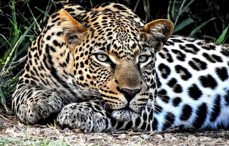 SA doesn’t know how many leopards it has. Trophy hunting quotas are set