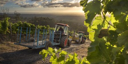 SA wine producers lose R200m a week from export ban