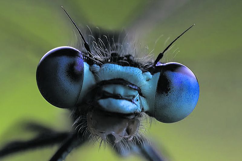 Goggas by the quadrillion: How many types of insects are on Earth?