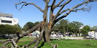 This historic oak tree, planted in the town of George in 1884, is one of the casualties of the alien polyphagous shot-hole borer (PSHB) beetle. (Photo: Eugene Gunning, George Herald)