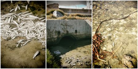 Sewage spills blamed for fish die-off at Milnerton Lagoon