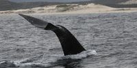 A southern right whale shows his tale at Walker Bay on September 3, 2014 in Hermanus, South Africa. The bay is known as one of the best whale-watching spots in the world. (Photo by Gallo Images / The Times / Esa Alexander)