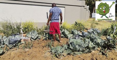 A tricky patch: Pretoria resident awaits wrath of law for growing vegetables on pavement