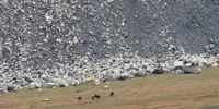 Goats graze next to a mountain of coal mine residue. (Photo: Rob Symons)