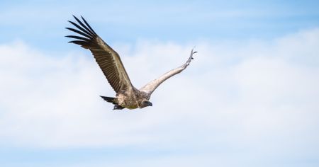 Carrion regardless — Cape vulture’s return a ‘huge step forward’ for species’ conservation