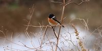 Pure Bliss - A Stonechat enjoying the last bit of fresh winter sun! Image: Elindi Van den Heever