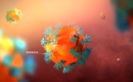 South African passenger who had contact with hantavirus victim tests negative