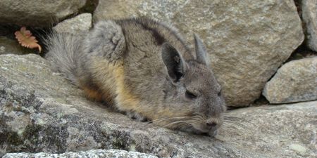 Gold Fields' Preece hopeful ‘Operation Chinchilla’ can restart soon at Chilean mine project