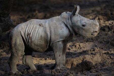 The newborn white rhino you have to see, and more from around the world