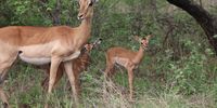 Impala lambs, Jejane Nature Reserve. Image: Bryan Webster Weblor
