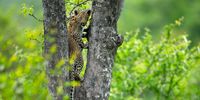 Leopard cub learning to climb. Photographer: Ross Couper