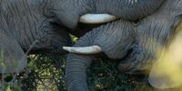 Elefants playing. Photographer: Karin Linder