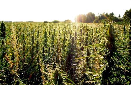 Getting high on the idea of a hemp-fuelled Transkei
