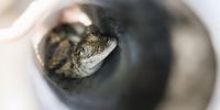 A young crocodile is handled inside a plastic tube as it is being prepared for shipping at Aquatis, Europe's largest freshwater aquarium-vivarium, in Lausanne, Switzerland, 12 June 2024. Raised by Aquatis in Lausanne, sixteen young West African crocodiles (Crocodylus suchus) embarked on their journey to Morocco on Wednesday. Sixty years after their disappearance from the area, they will be gradually reintroduced into their natural habitat, a first on the African continent.  EPA-EFE/VALENTIN FLAURAUD