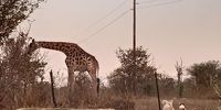 Giraffe in my garden in Lusaka. Photographer: Rosie Mercer