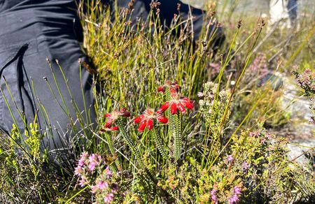 Rare fynbos species rediscovered in Kogelberg reserve after being feared extinct