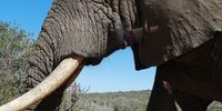 Magnificant giants, Addo National Park.