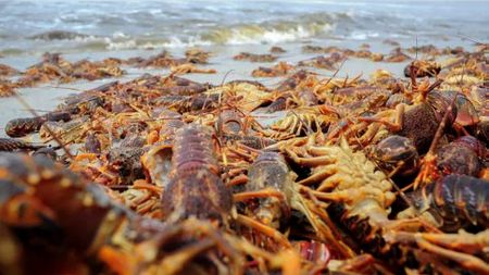 Mass West Coast lobster walkout the latest in increasing incidence of harmful algal blooms