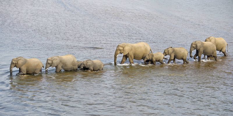 Battle lines drawn over the future of elephants